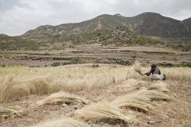 Cos Il Teff Agrodolce