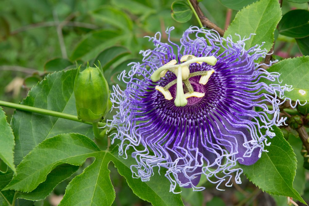 Passiflora