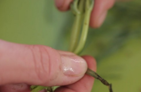 Pulizia_agretti_parte_secca