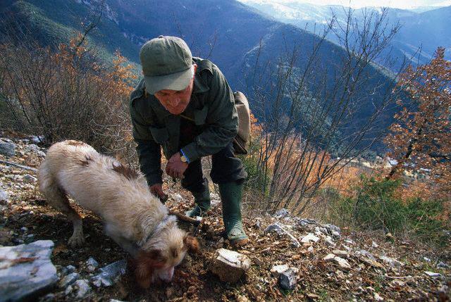 Tartufo