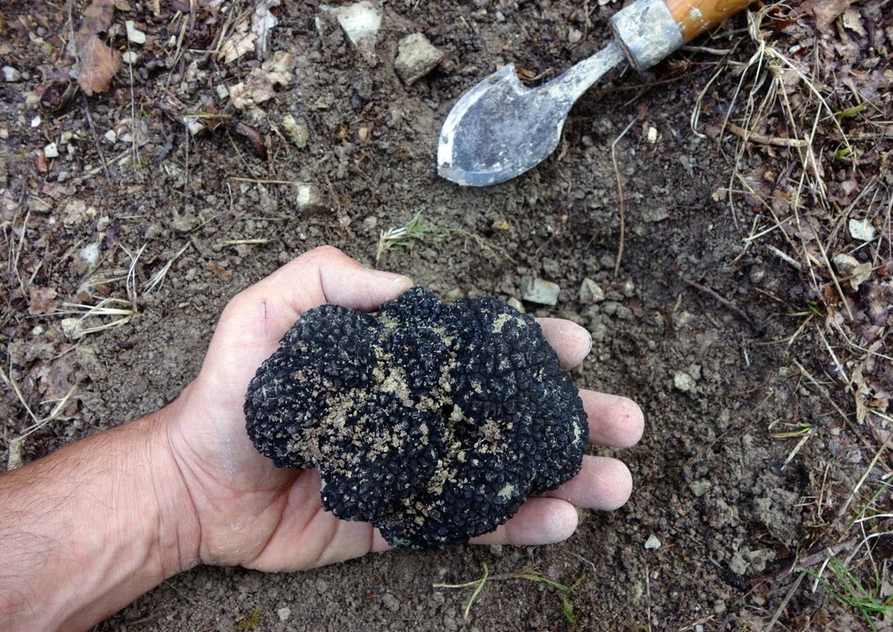 Tartufo d'inverno