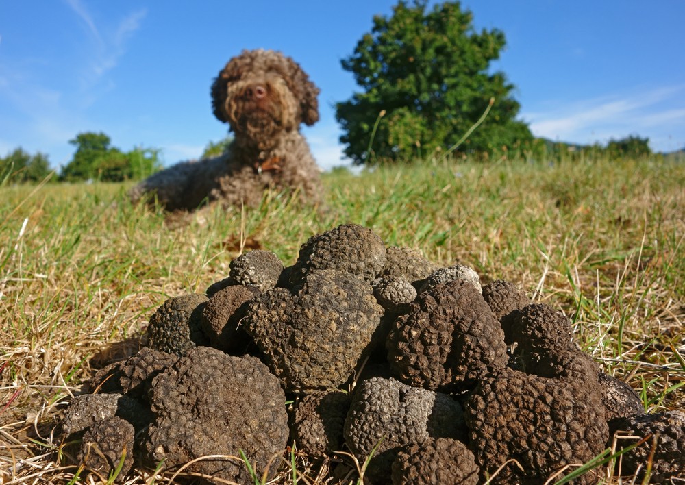 Cane da Tartufo