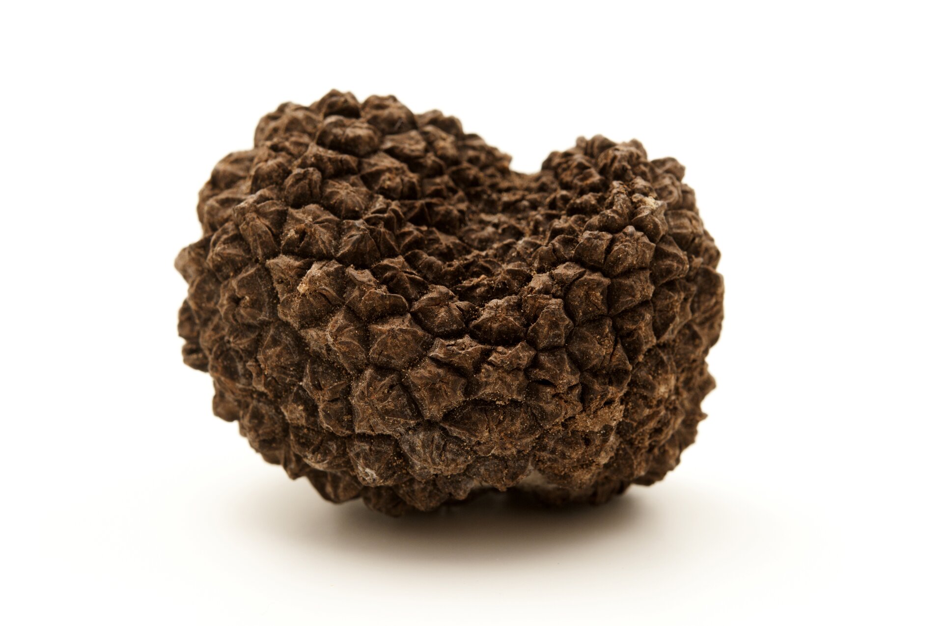 Tartufo Nero Scorzone