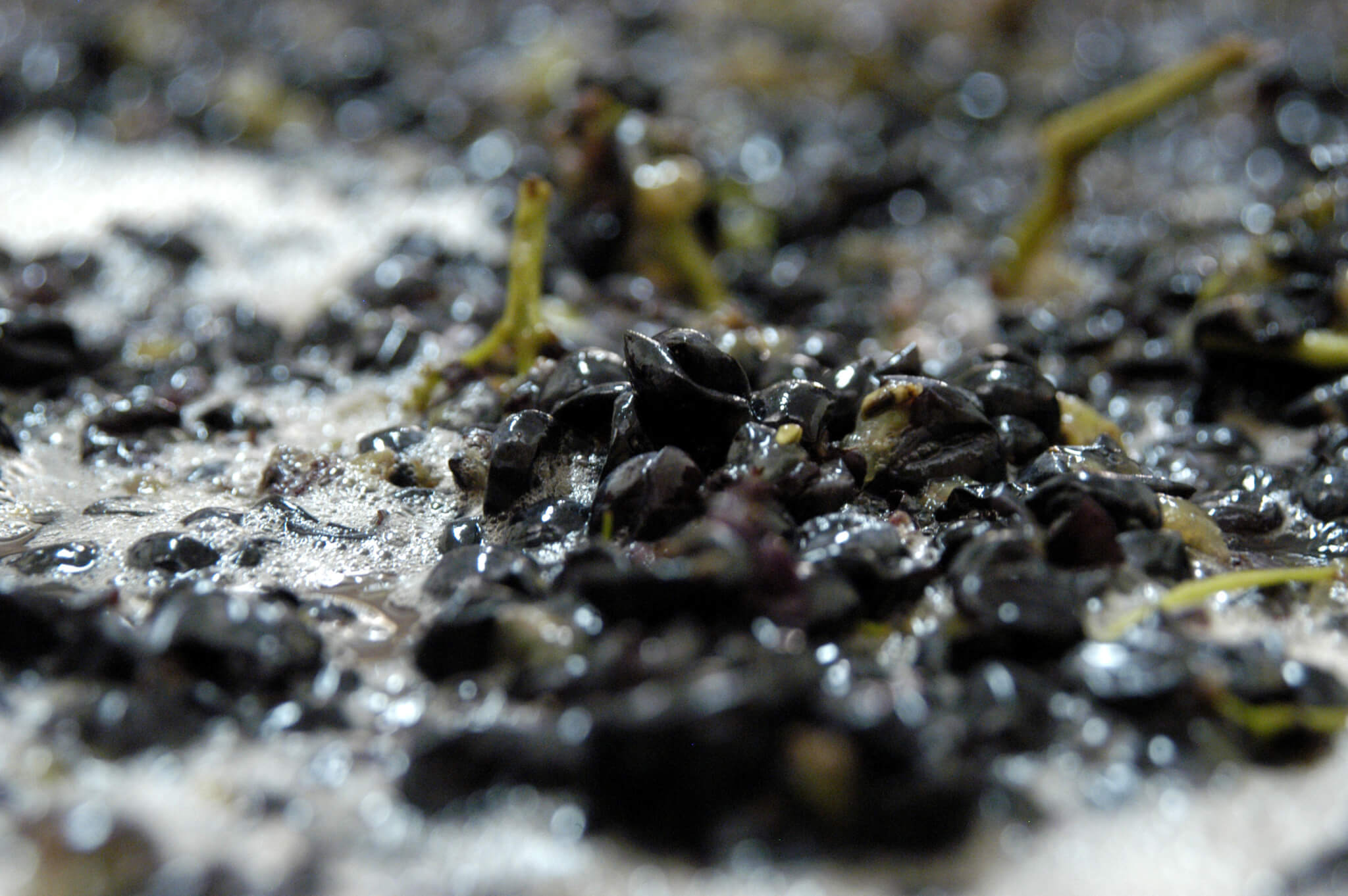 mosto d'uva