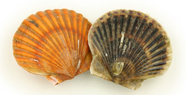 canestrello