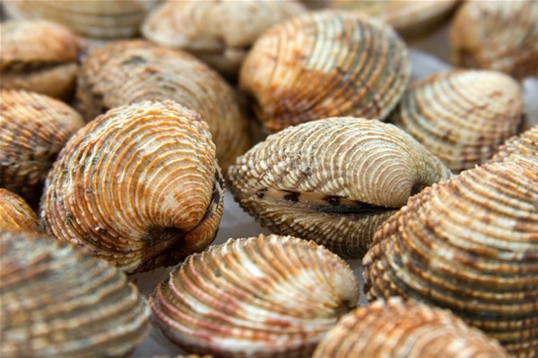 tartufo di mare