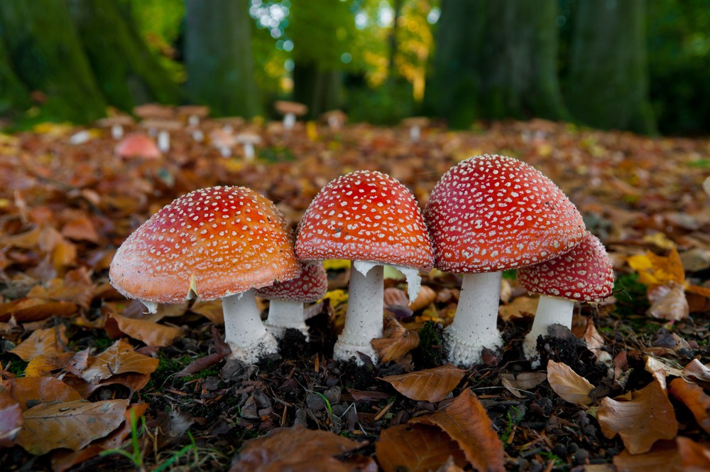 17 funghi velenosi (ma comuni) da riconoscere | Agrodolce
