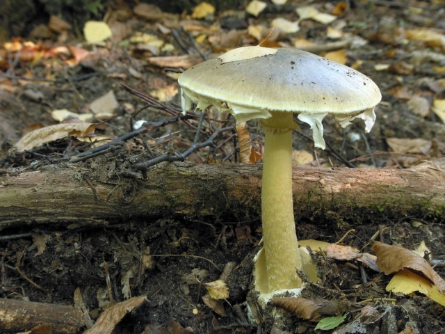 amanita phalloides