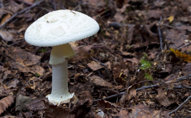 amanita verna
