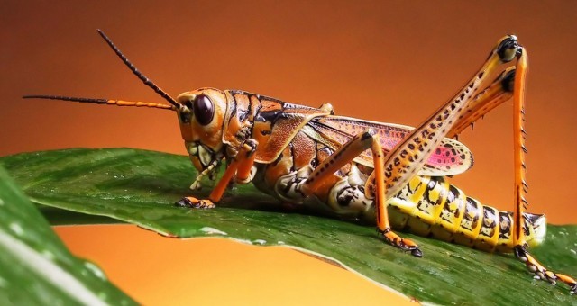chapulinas