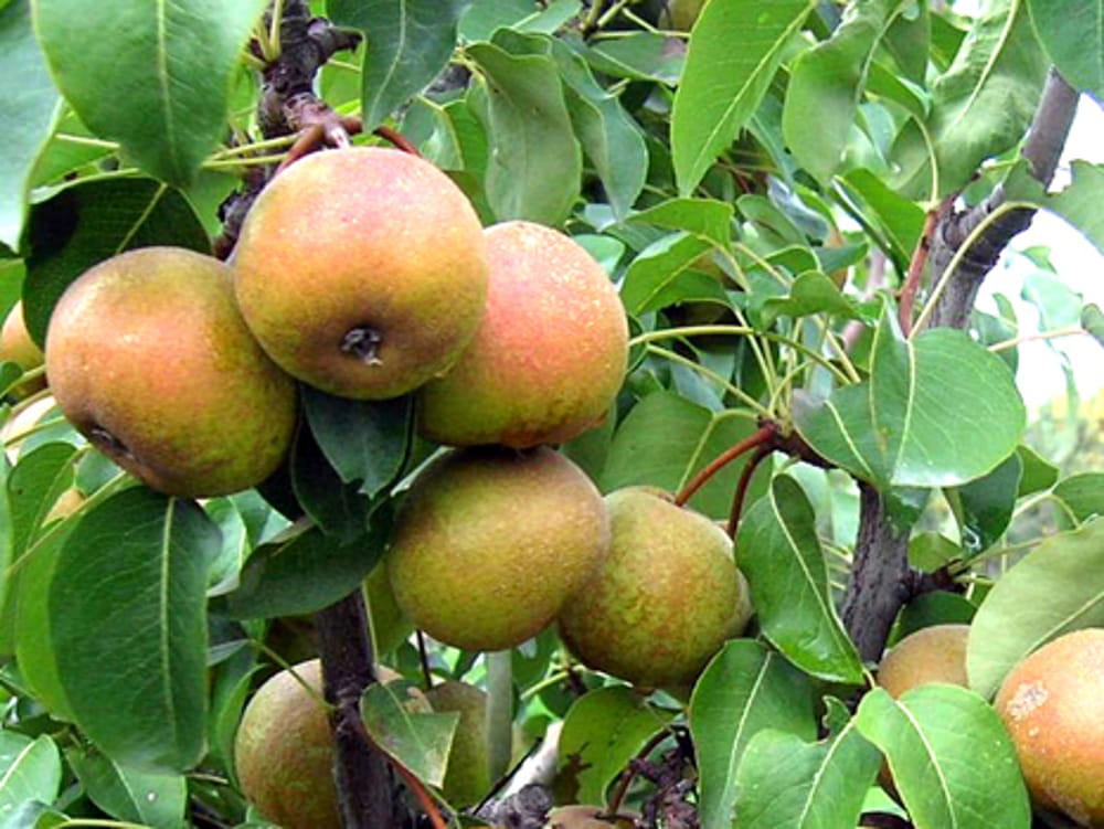 Frutti Dimenticati E Tradizioni Ritrovate La Pera Volpina Agrodolce