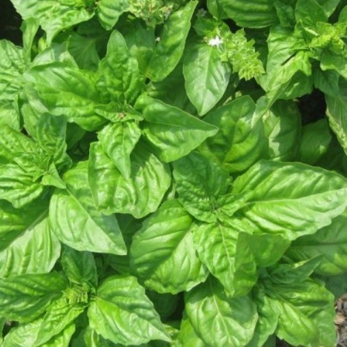 basilico-lattuga-basilicum-napoletano