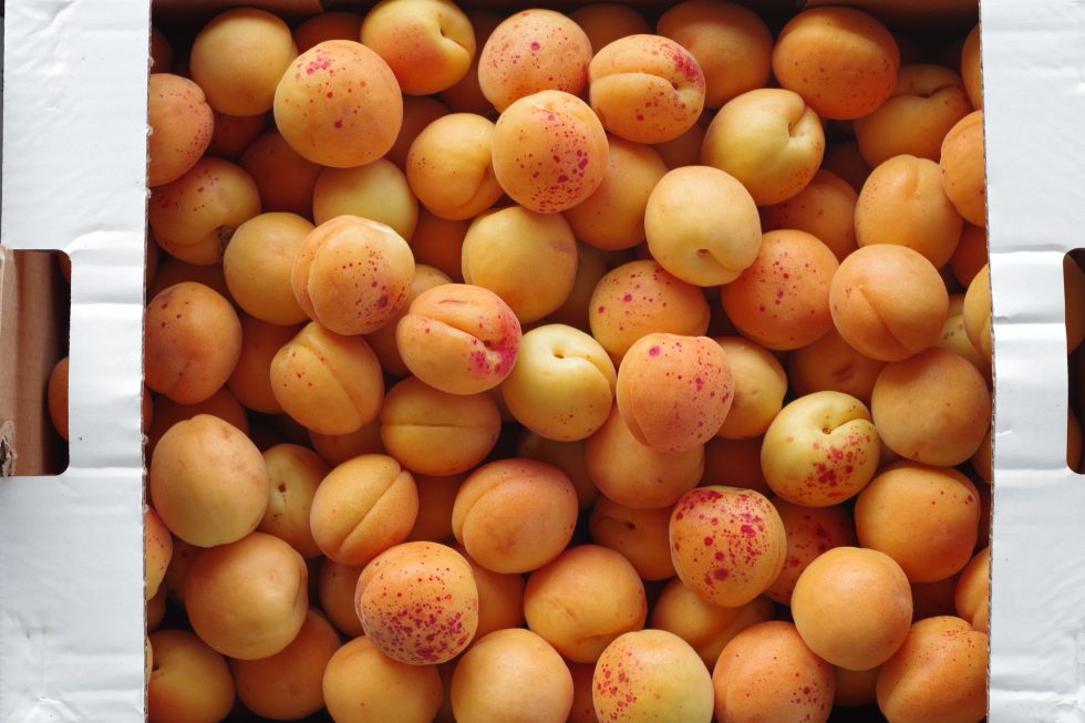 Tesori Estivi L albicocca Di Valleggia Agrodolce