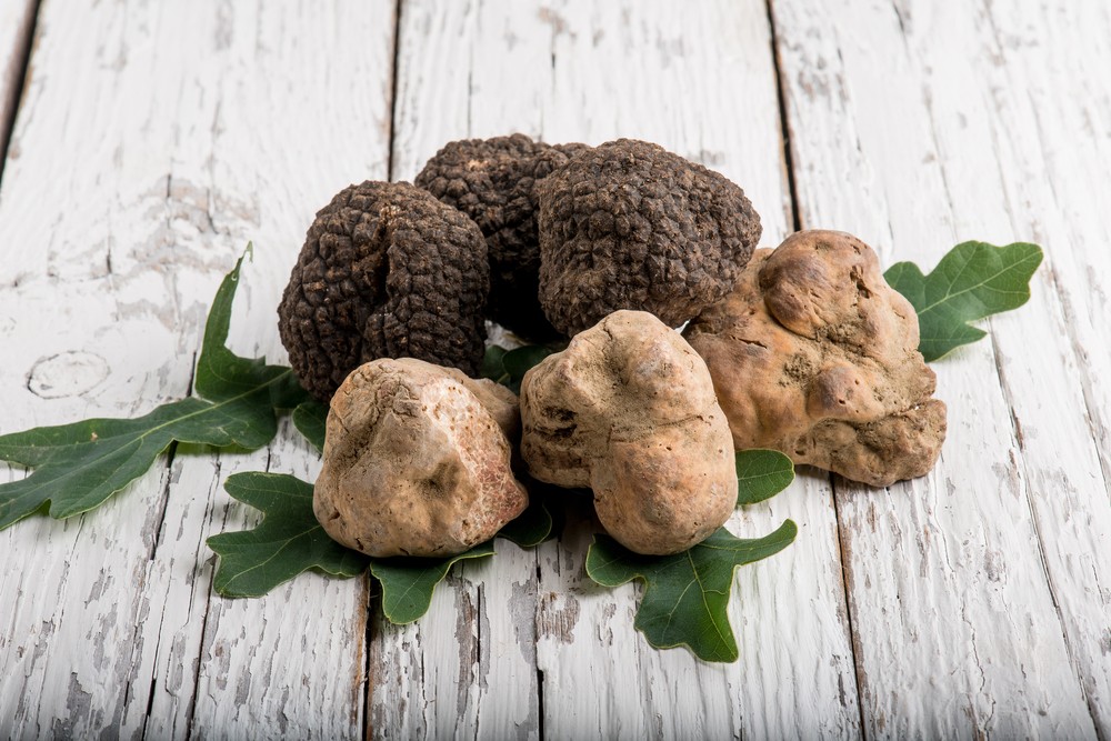 tartufo di Acqualagna