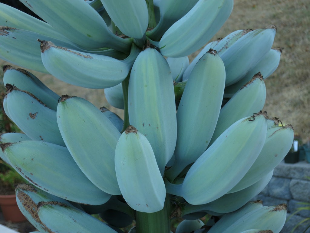 Blue Java la banana blu che sa di vaniglia Agrodolce Blue Java la banana blu che sa di vaniglia Agrodolce