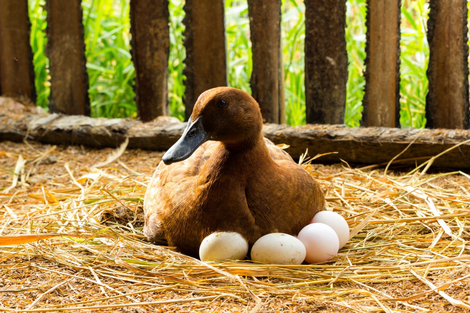 Come Covare Un Uovo Di Gallina In Casa
