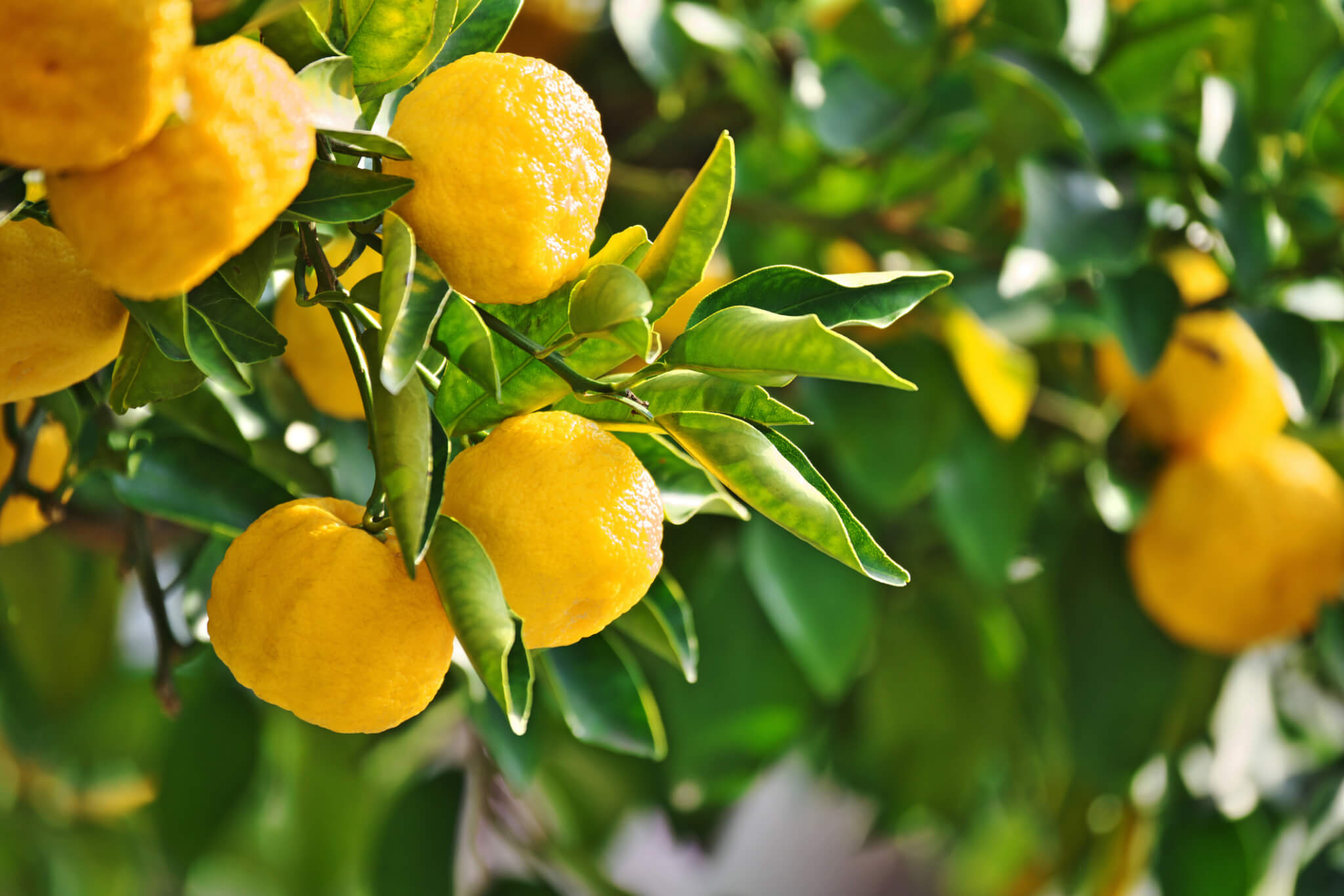 yuzu