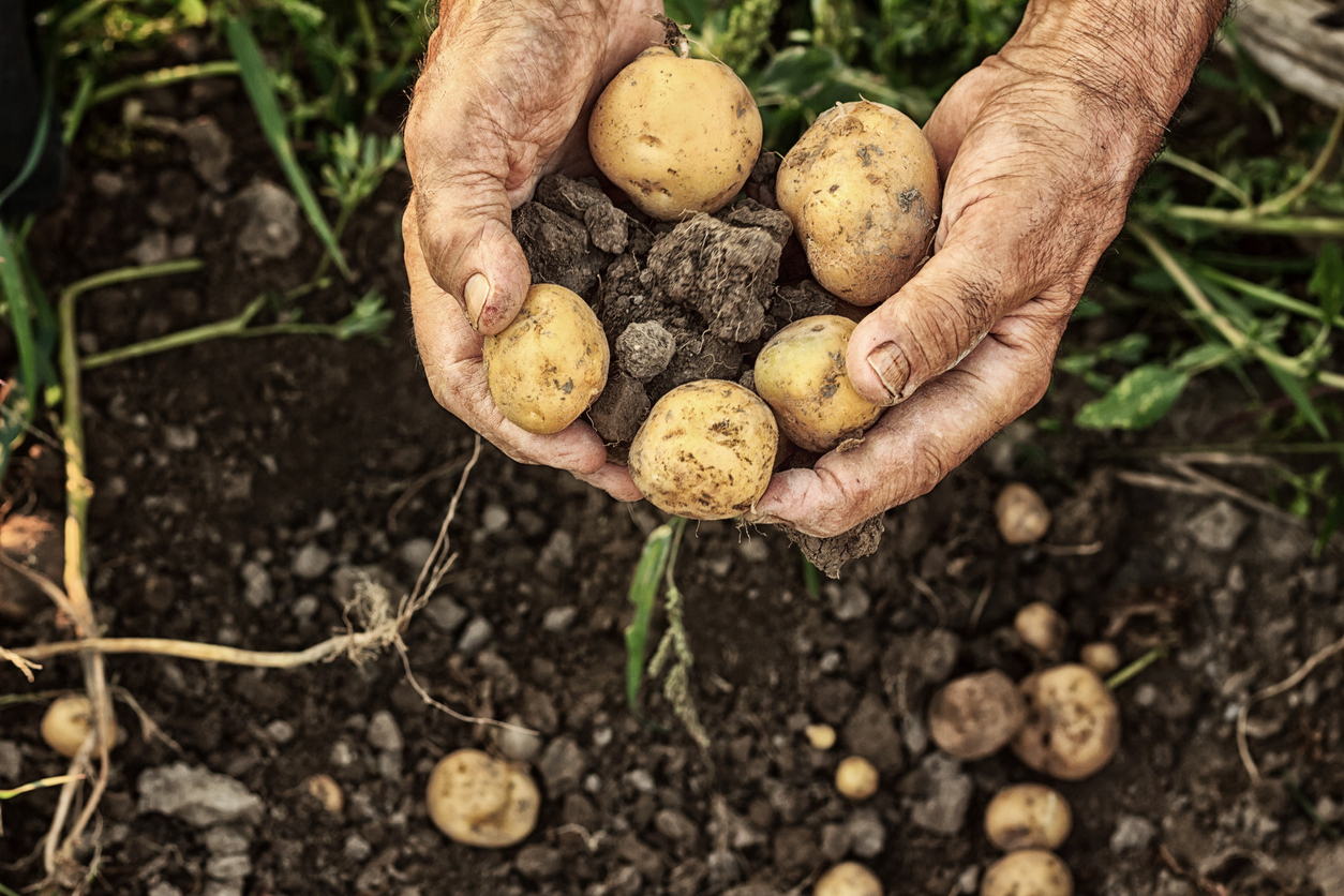 patate novelle